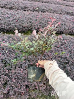 高度40厘米红花继木