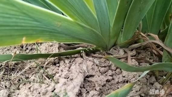 高度25厘米德国鸢尾