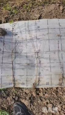 高度40厘米天鹅绒紫薇