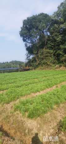 高度30厘米马尾松