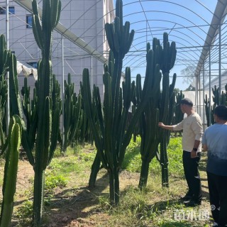 高度150厘米仙人柱