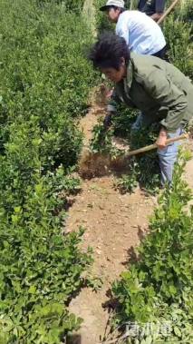 高度40厘米大叶黄杨