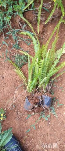 高度20厘米肾蕨
