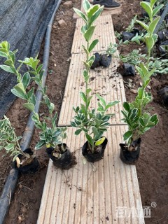 高度40厘米冬红卫矛