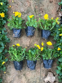 高度10厘米角堇