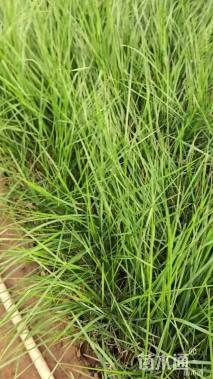 高度70厘米拂子茅