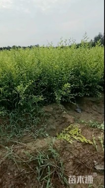 高度80厘米金叶榆小苗