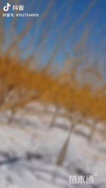 10公分矮接金枝槐