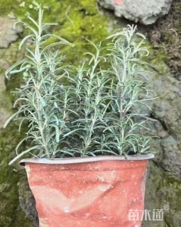 高度15厘米迷迭香