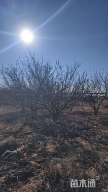 高度450厘米丛生山杏