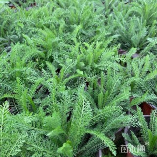 高度20厘米蓍草