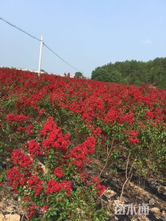 高度200厘米美国紫薇