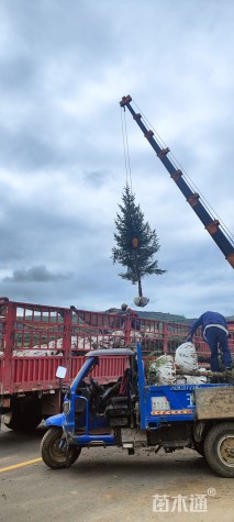 高度450厘米云杉