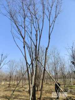 10公分丛生黄连木