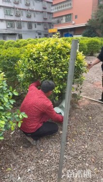 高度100厘米黄金榕