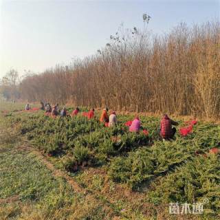 高度100厘米铺地柏