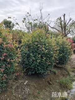 冠幅150厘米红叶石楠球