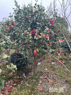 高度200厘米耐冬茶花