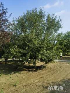 23公分绚丽海棠