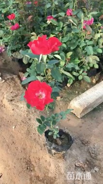 高度20厘米红帽月季