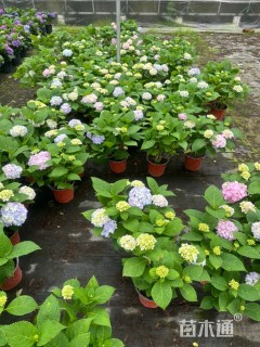 高度40厘米无尽夏绣球