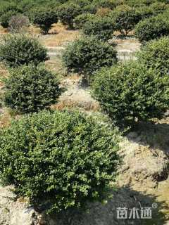 冠幅100厘米龟甲冬青球