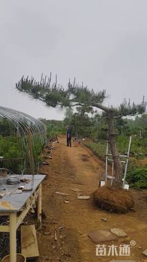 12公分造型黑松