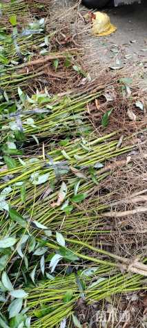 高度80厘米香樟小苗