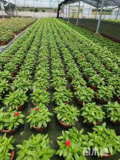 高度20厘米长春花