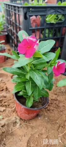 高度20厘米长春花