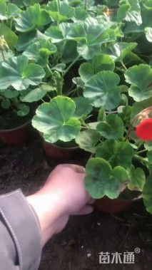 高度25厘米天竺葵