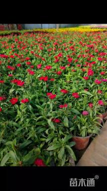 高度20厘米美国石竹