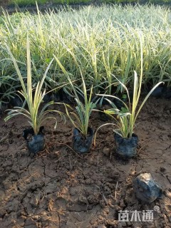 高度20厘米丽蚌草