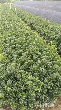 高度35厘米无刺枸骨小苗