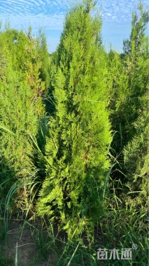 高度150厘米侧柏