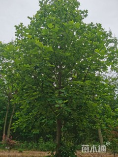 高度600厘米马褂木