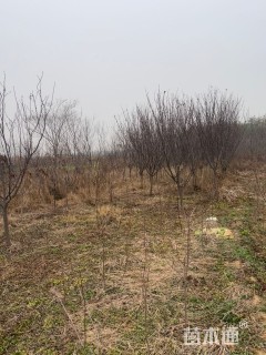 高度350厘米李子树