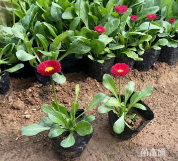 高度10厘米金盏菊