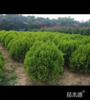 冠幅180厘米洒金柏球