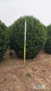 冠幅150厘米大叶黄杨球