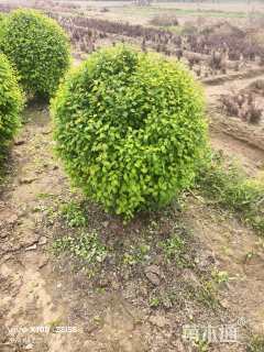 冠幅100厘米榆叶梅球
