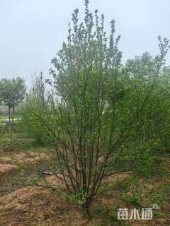 高度210厘米木槿