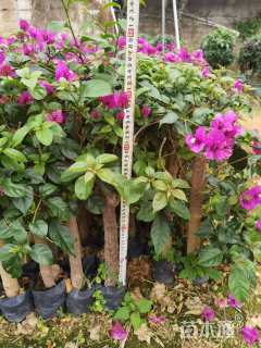 高度50厘米三角梅