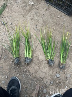 高度40厘米金叶石菖蒲