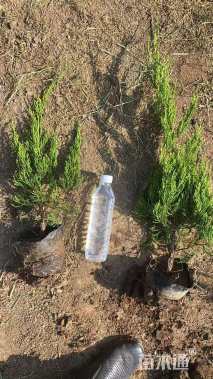 高度40厘米小龙柏