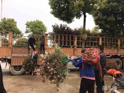 8公分树状月季