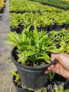 高度20厘米金边阔叶麦冬