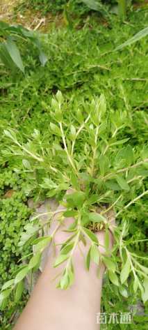 高度10厘米垂盆草