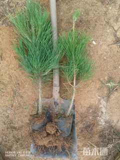 高度60厘米油松