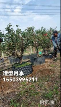 高度250厘米古桩月季